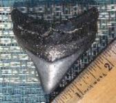 Cooper River Megalodon Tooth